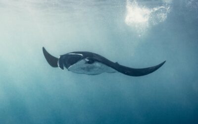 Manta cleaning station in the Maldives